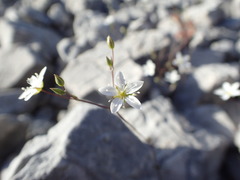 Arenaria provincialis
