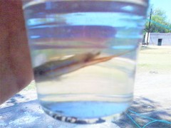 Xiphophorus hellerii