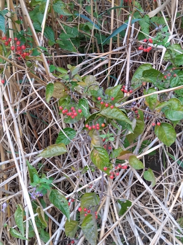 bittersweet nightshade