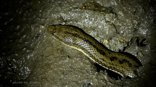 Bennett's Mud Snake