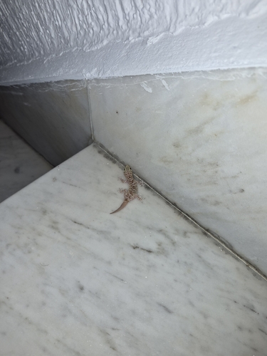Mediterranean House Gecko