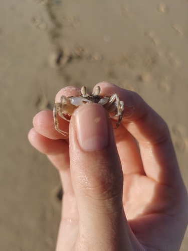 Horned Ghost Crab