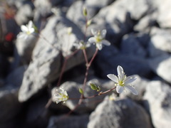 Arenaria provincialis