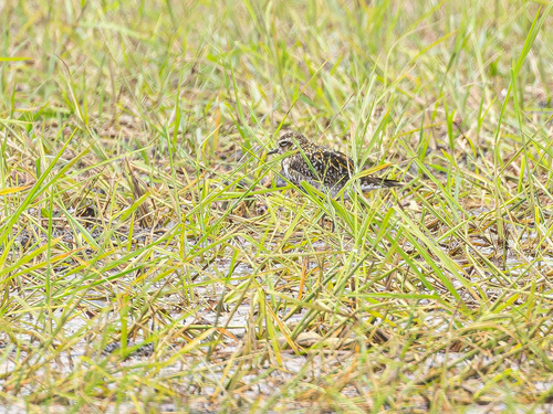 Pacific Golden-Plover