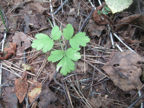 Adoxa moschatellina, photograph 2