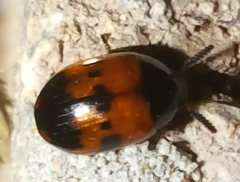 Diaperis nigronotata