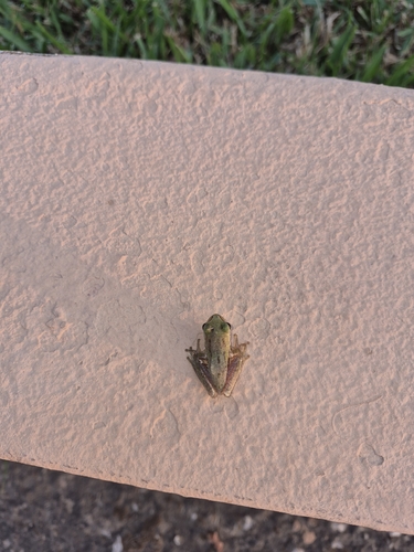 Lemon-yellow Tree Frog