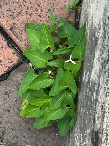 Viola inconspicua observed 2026-08-22