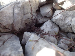 Arenaria provincialis