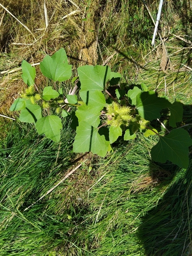 common cocklebur