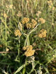 Helichrysum stenopterum