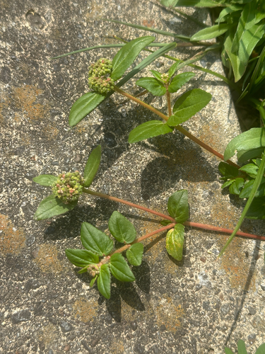 Euphorbia ophthalmica, photograph 6