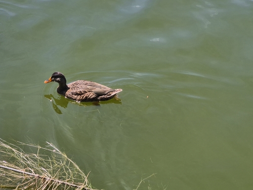 Mallard