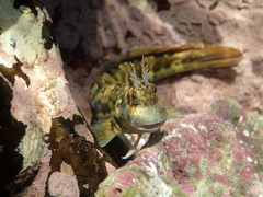 Istiblennius
