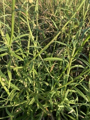 Helichrysum stenopterum