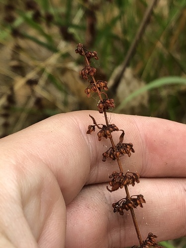 Rumex conglomeratus, photograph 5