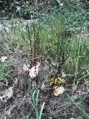 Rumex conglomeratus, photograph (c) Jared Shorma, some rights reserved (CC BY)