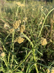 Helichrysum stenopterum