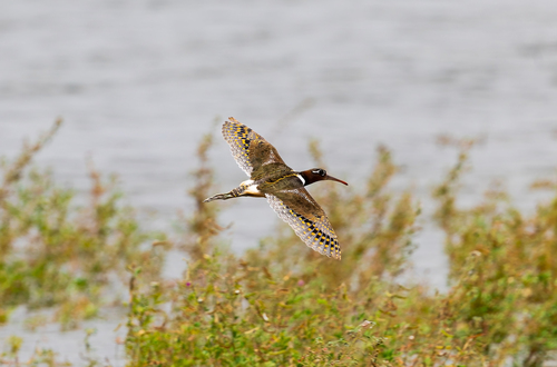 iNaturalist image