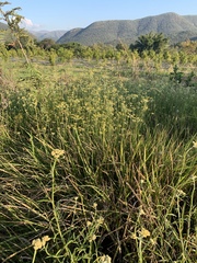 Helichrysum stenopterum