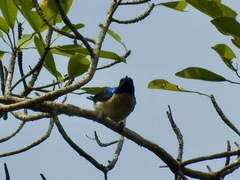 Anthreptes aurantius