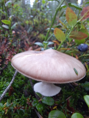 Grey-veiled Amanita