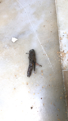 Anacridium aegyptium