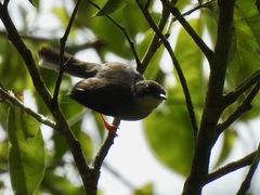 Apalis goslingi