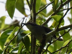 Apalis goslingi