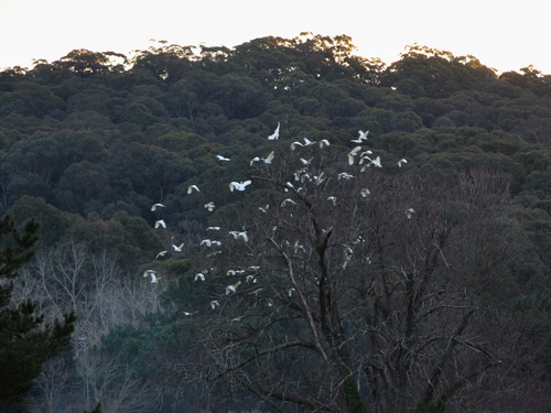 Sulphur-crested Cockatoo