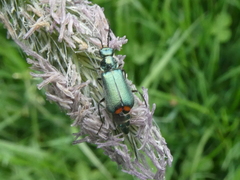 Malachius bipustulatus