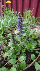 Ajuga reptans