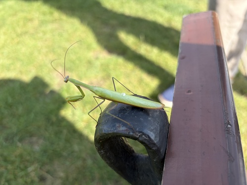 European Mantis