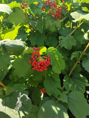 guelder-rose