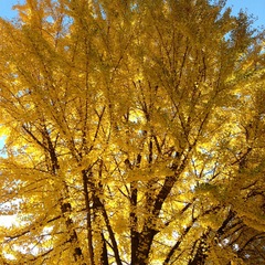 Ginkgo biloba