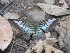 Parthenos sylvia virens