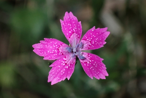 Deptford pink