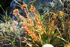Dudleya virens virens