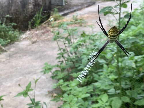 Oval Saint Andrew's Cross Spider