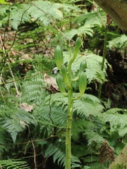 (c) ITÔ, Hiroki, some rights reserved (CC BY) Cardiocrinum cordatum, photograph (c) ITÔ, Hiroki, some rights reserved (CC BY)