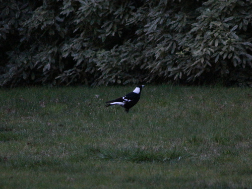 Australian Magpie