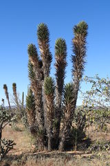 Yucca valida