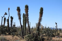 Yucca valida