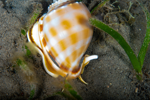 Phalium bandatum observed 2026-08-20