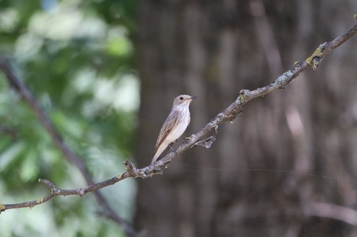 Spotted Flycatcher