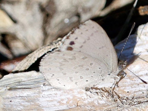 Varied Dusky-blue