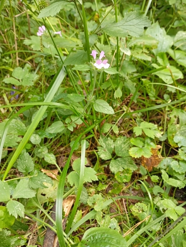 Наблюдение на iNaturalist