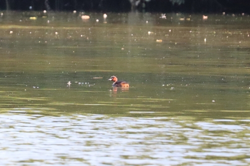 Little Grebe
