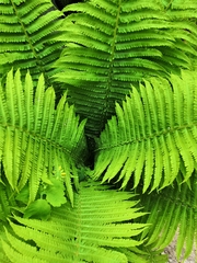 Matteuccia struthiopteris