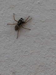 Menemerus semilimbatus